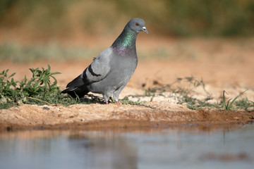 Rock dove, Columba livia
