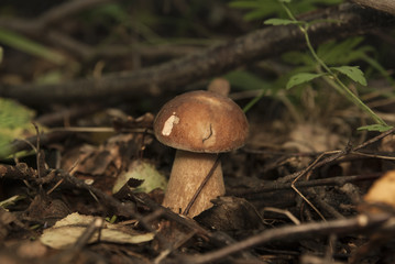 Boletus edulis in the forest. Edible mushroom
