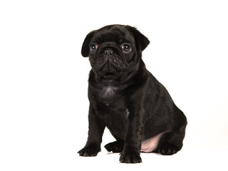 Cute 6 weeks old black pug puppy sitting isolated on a white background