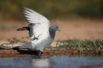 Rock dove, Columba livia