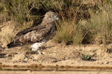 Short-toed eagle, Circaetus gallicus