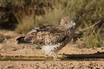 Short-toed eagle, Circaetus gallicus