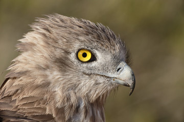 Short-toed eagle, Circaetus gallicus