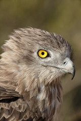 Short-toed eagle, Circaetus gallicus