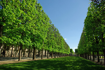 Fototapeta na wymiar Allées de platanes du jardin du Luxembourg, Paris