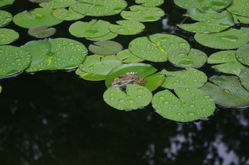 Frog camouflage on lotus leaf
