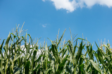Obraz premium Maisanbau