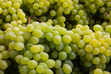 grapes closeup - bonch of green grapes