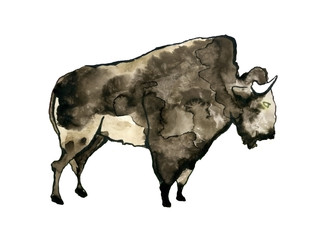 Buffalo watercolor illustration.