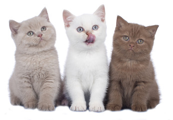 Three british shorthair kitten side by side