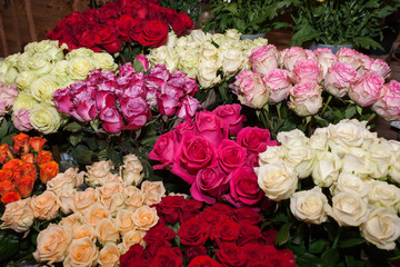 Beautiful fresh roses