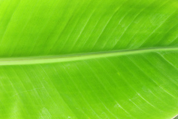 close up top view banana leaf isolated on white background