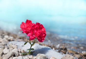 Rote Rose am Steinstrand, Trauer Design