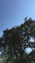Störche 