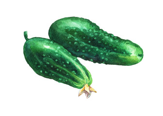 Сucumbers. Hand drawn watercolor painting on white background.
