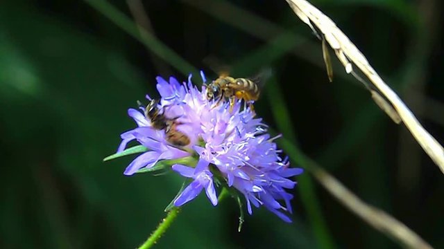 Bees encounter clash on a purple flower 