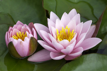 Zwei bl&uuml;hende Seerosen