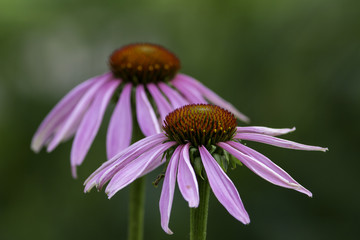 Echinacea purpurea -  Purpur-Sonnenhut
