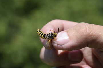 Common wasp on pinched fingers