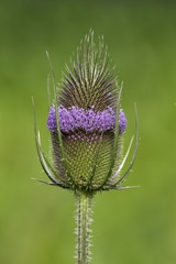 Wilde Karde - Dipsacus fullonum