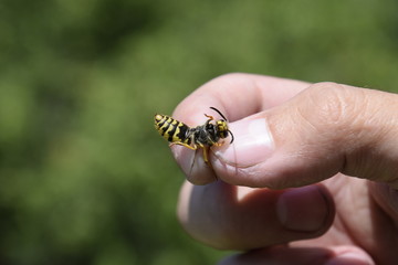 Common wasp on pinched fingers