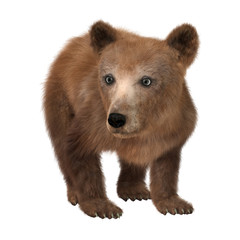 3D Rendering  Brown Bear Cub on White