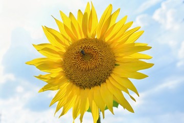 Obraz premium Sunflowers blooming in farm - field with blue sky and clouds. Beautiful natural colored background. Flower in nature.