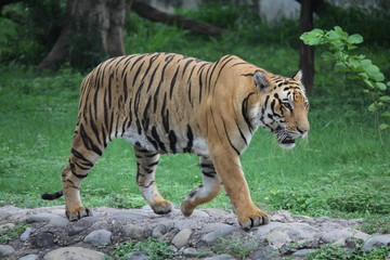 Royal Bengal Tiger