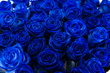 background close-up bouquet of blue roses