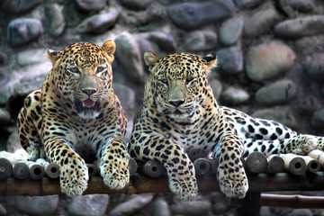 Leopard couple