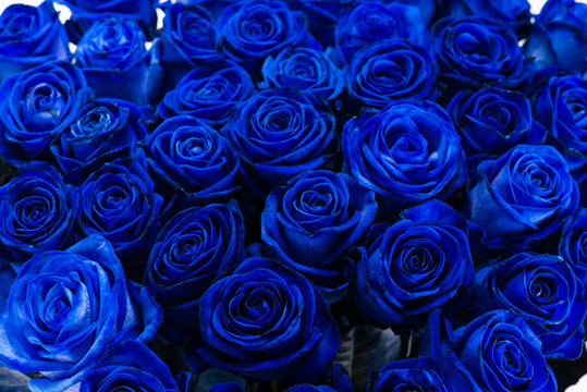 Fototapeta background close-up bouquet of blue roses