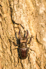 ミヤマクワガタ