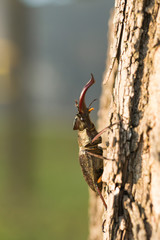 ミヤマクワガタ