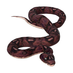 Fototapeta premium 3D Rendering Anaconda Snake on White