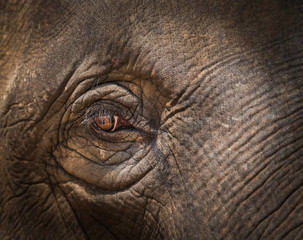 close up asia elephant eye selective focus