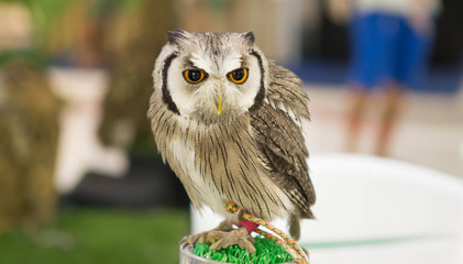 Owls looking