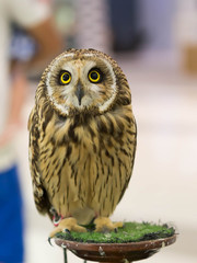 Owls looking
