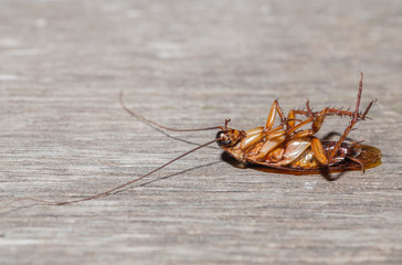 dead cockroach