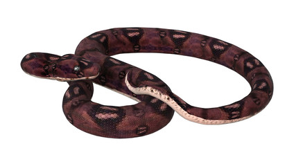 3D Rendering  Anaconda Snake on White