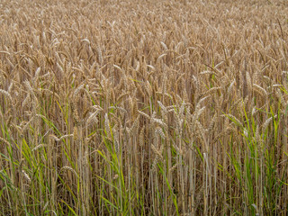 Getreideanbau