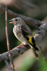 Small bird in the nature with opened mouth