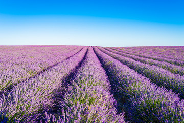 Naklejka na ściany i meble Provence, Lavender field at sunset, Valensole Plateau