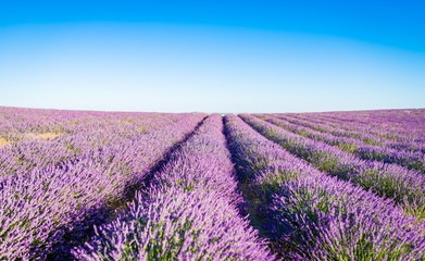 Obraz na płótnie Canvas Provence, Lavender field at sunset, Valensole Plateau