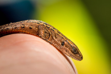 Macro shot of a lizard