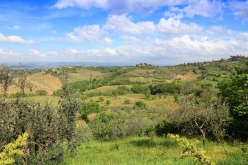 Fototapeta na wymiar Tuscany olive groves