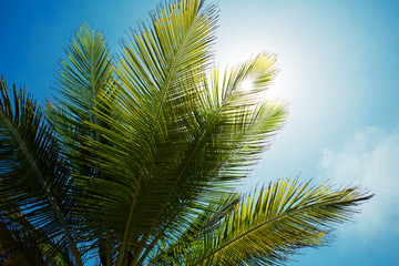 Palm branch of the sky background