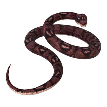 3D Rendering  Anaconda Snake on White