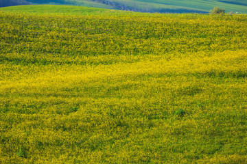 Rolling Hills of Green Grass,Tuscany, Italy
