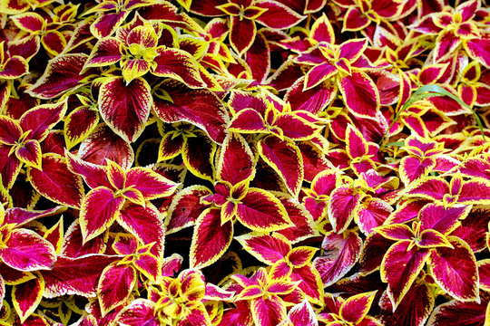 Rex begonia flowers