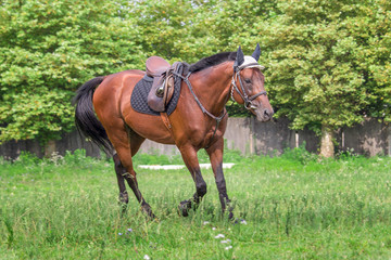 Beautiful horse galloping at the field in summer
